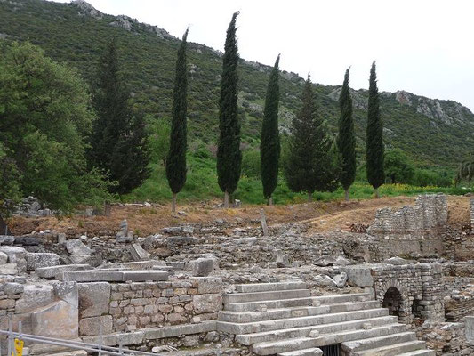 Cupressus sempervirens / Zypresse