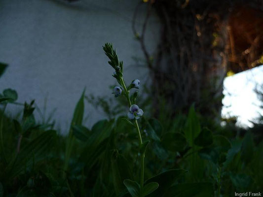 29.04.2010-Veronica serpyllifolia - Quendelblättriger Ehrenpreis