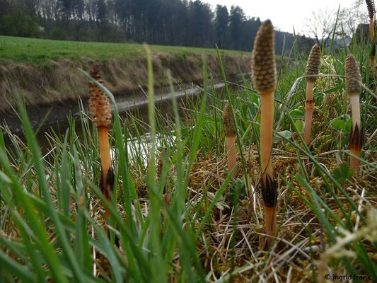 Platz 7: Acker-Schachtelhalm / Equisetum arvense    (nachgewiesen in 1152 der 1161 Kartierquadranten)