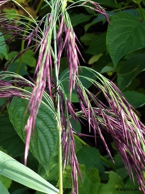 Phragmites australis / Schilf