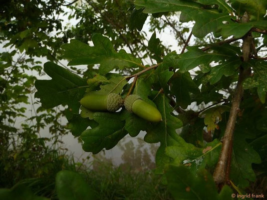 09.09.2015: Quercus robur / Stiel-Eiche