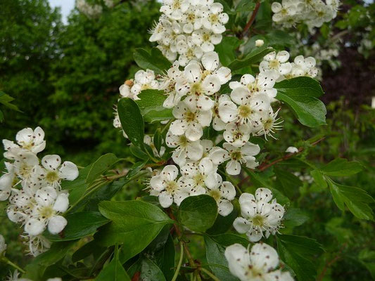 Crataegus spec. (100-200 Arten)