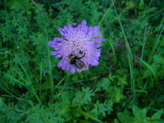 Knautia arvensis / Acker-Witwenblume    VII-VIII