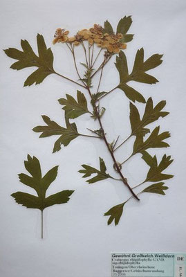 Crataegus rhipidophylla / Großkelch-Weißdorn    V-VI     (Herbarium Dr. Wolf von Thun)