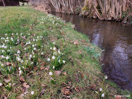 16.02.2024, Alter Obstgarten an der Schwarzach bei Madenreute: Leucojum vernum / Märzenbecher