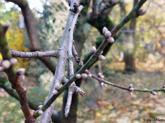 Prunus dulcis / Mandelbaum