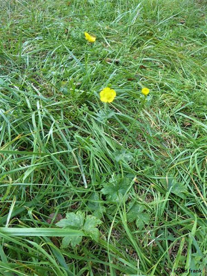 Ranunculus acris ssp. friesianus / Scharfer Hahnenfuß    (IV-)V-IX