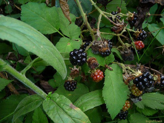 Rubus fruticosus / Artengruppe Echte Brombeere