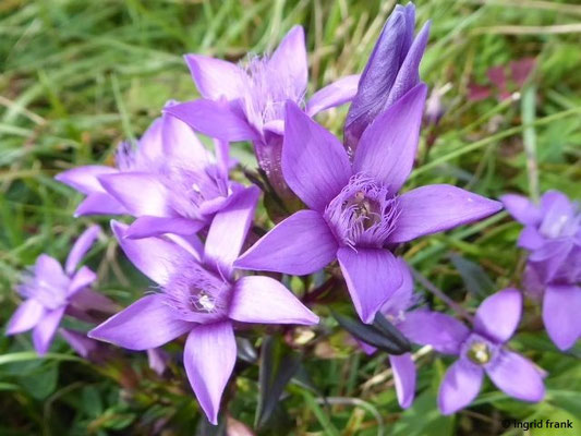 Gentianella germanica / Deutscher Kranzenzian
