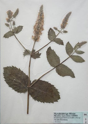 Mentha suavolens / Rundblättrige Minze     (Herbarium Dr. Wolf von Thun)