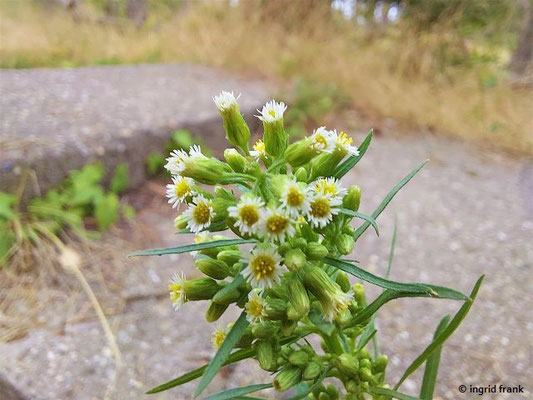 Conyza canadensis / Kanadisches Berufkraut, Katzenschweif   (15.07.2023; NSG Sandhausener Düne, Pflege Schönau-Galgenberg)