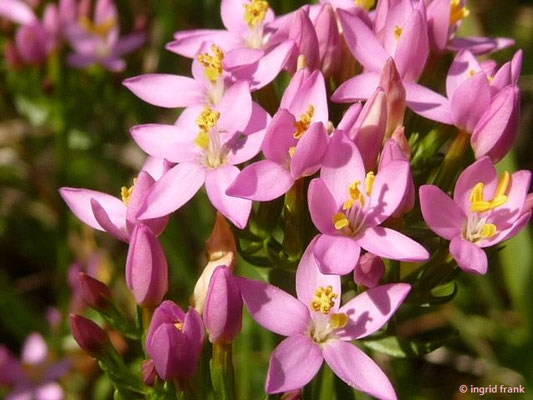 Centaurium erythraea / Echtes Tausendgüldenkraut