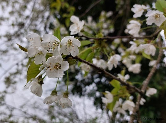 Prunus avium / Vogel-Kirsche