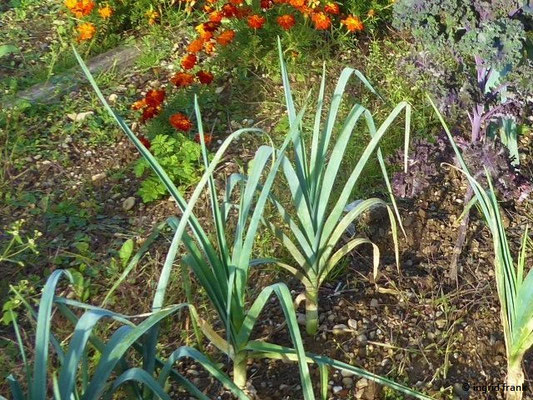 Allium porrum / Porree, Lauch
