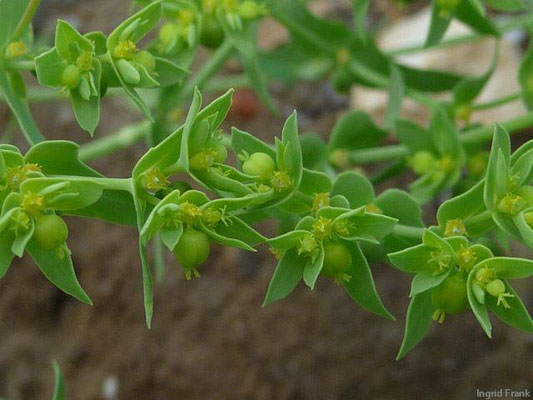 MILCHSAFT GIFTIG:  Kleine Wolfsmilch / Euphorbia exigua;  Familie: Wolfsmilchgewächse / Euphorbiaceae