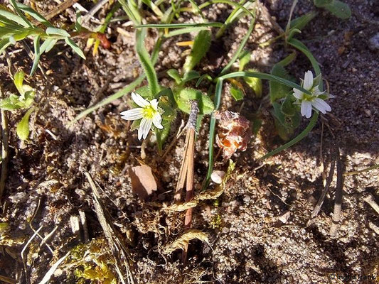 Arenaria serpyllifolia / Quendel-Sandkraut
