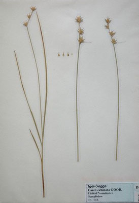 Carex echinata / Igel-Segge    V-VI    (Herbarium Dr. Wolf von Thun)
