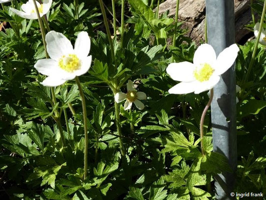 Anemone sylvestris - großes Windröschen (Botanischer Garten Universität Potsdam)