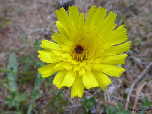 Tolpis staticifolia - Grasnelkenhabichtskraut