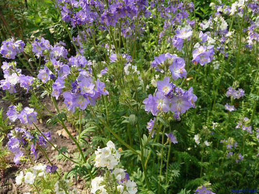 Blaue Himmelsleiter / Polemonium caeruleum