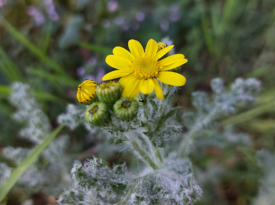 Senecio vernalis / Frühlings-Greiskraut  (28.03.2025; NSG Sandhausener Dünen; Pferdstrieb)