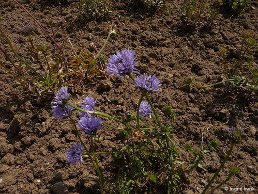 Jasione laevis / Ausauerndes Sandglöckchen (05.05.2014; Botanischer Garten Berlin)