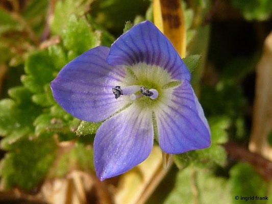 Veronica persica / Persischer Ehrenpreis