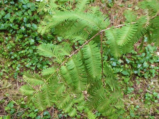 Metasequoia glyptostroboides / Urweltmammutbaum, Chin. Rotholz  (Botanischer Garten der Universität Basel)