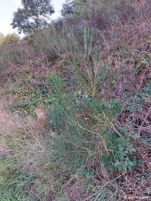 Cytisus scoparius / Gewöhnlicher Besenginster, in der Eifel: "Eifelgold" (15.09.2025; Rotweinwanderweg zwischen Dernau und Ahrweiler)
