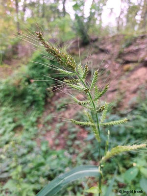 Echinochloa crus-galli / Gewöhnliche Hühnerhirse   (15.08.2023; NSG Sandhauser Düne, Pferdstrieb)