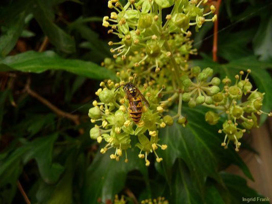 26.09.2011-Hedera helix - Efeu