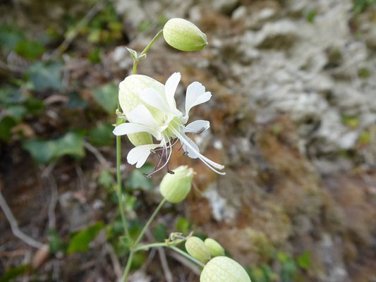 Silene vulgaris / Taubenkropf-Leimkraut