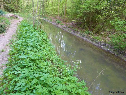 19.04.2020 - Kanal der Scherzach im Lauratal bei Weingarten