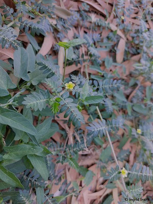 Tribulus terrestris / Erd-Burzeldorn