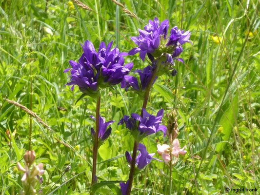 Campanula glomeratum / Knäuel-Glockenblume
