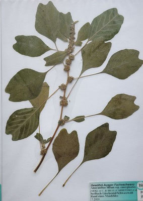 Amaranthus blitum ssp. emarginatus