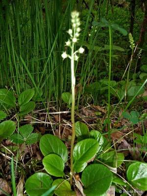 Pyrola rotundifolia / Rundblättriges Wintergrün    VI-VII