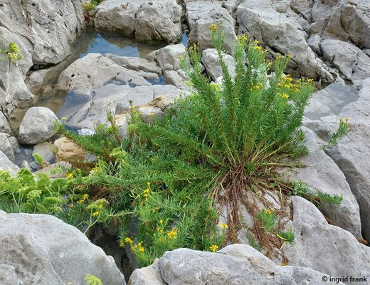 Limbarda crithmoides / Salz-Alant  (03.10.2025; Cefalú)