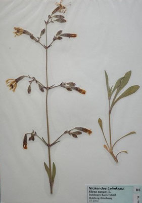 Silene nutans / Nickendes Leimkraut  (07/2004; Bahlingen)  (Herbarium Dr. Wolf v. Thun)