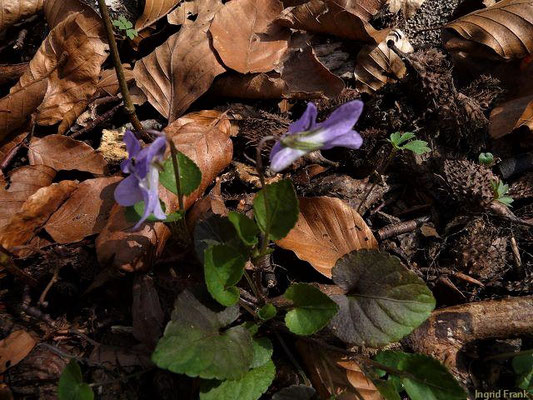 Viola riviniana / Hain-Veilchen