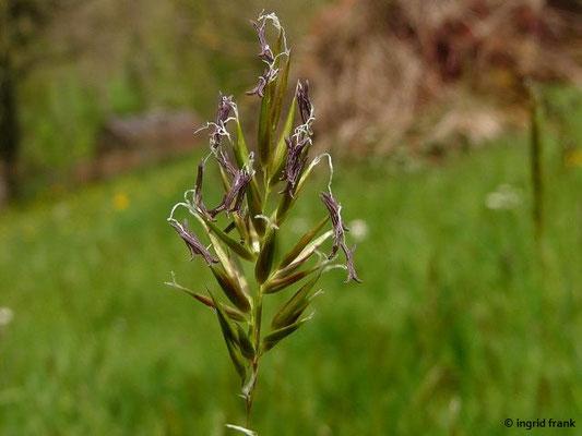 Anthoxanthum odoratum / Gewöhnliches Ruchgras