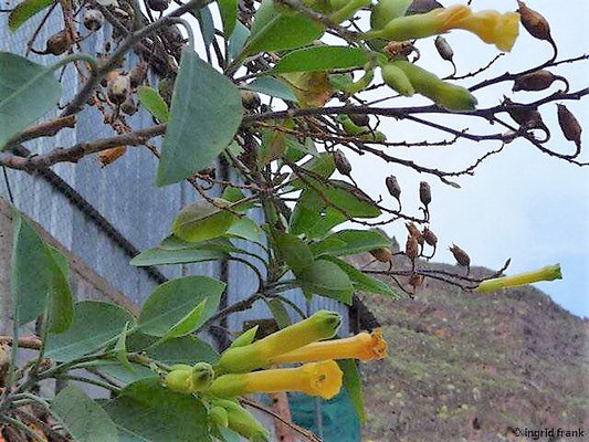 Nicotiana glauca - Blaugrüner Tabak (La Gomera)