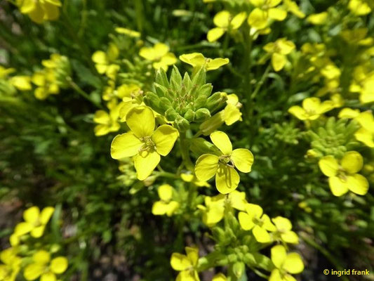 Erysimum crepidifolium / Bleicher Schöterich, Gänsesterbe (Botanischer Garten der Universität Würzburg)    IV-VI