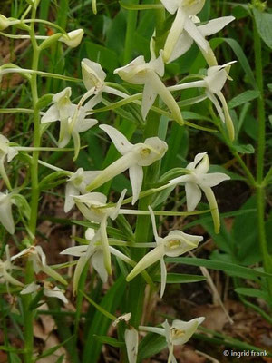 Platanthera bifolia / Weiße Waldhyazinthe