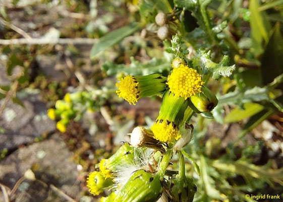 29.02.2024, Bodenseeufer in Wasserburg: Senecio vulgaris / Gewöhnliches Greiskraut