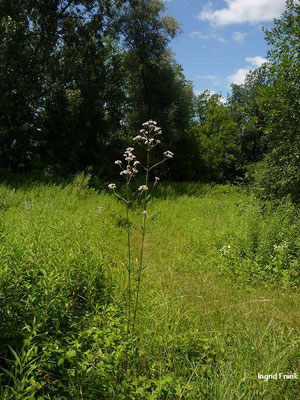 Valeriana officinalis / Arznei-Baldrian    VII-VIII