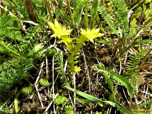 Sedum sexangulare / MiIder Mauerpfeffer    VI-VII