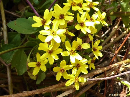 Senecio angulatus - Kantiges Greiskraut    I-XII    (Heimat: Südafrika)