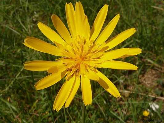 Tragopogon pratensis ssp. orientalis / Östlicher Wiesen-Bocksbart