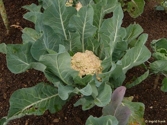 Brassica oleracea / Gemüse-Kohl